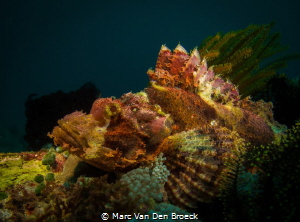 Big scorpion fish by Marc Van Den Broeck 